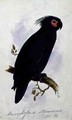 Parrot Plate 16 - Edward Lear