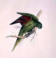 Matons Parakeet - Edward Lear