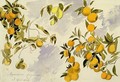 Orange Trees - Edward Lear