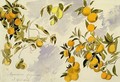 Orange Trees - Edward Lear