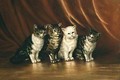 Four Cats - Ethel Leigh