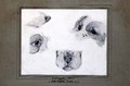 Studies of the Artists Dog - (attr. to) Leighton, Frederic