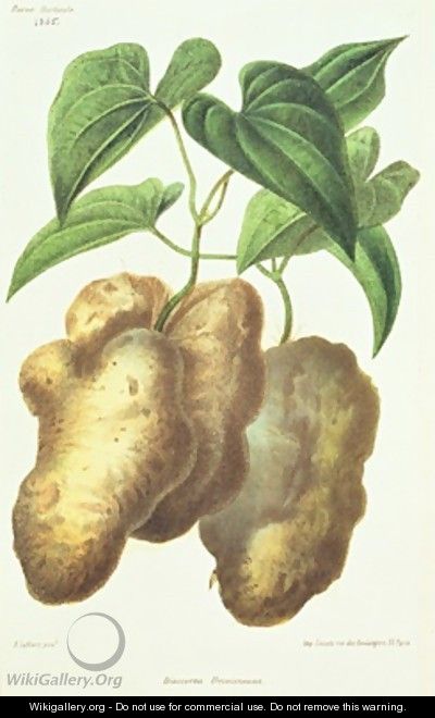 Dioscorea decaisneana Yam - (after) Lefebvre or Lefevre, Adolphe