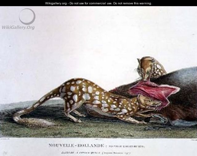 Dasyurus Macrourus a Long-Tailed Dasyure - (after) Lesueur, Charles Alexandre
