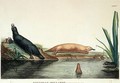 Duck-billed platypi of New South Wales - (after) Lesueur, Charles Alexandre