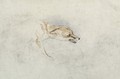 Study of a crouching Fox facing right verso faint sketch of foxs head and tail - John Frederick Lewis