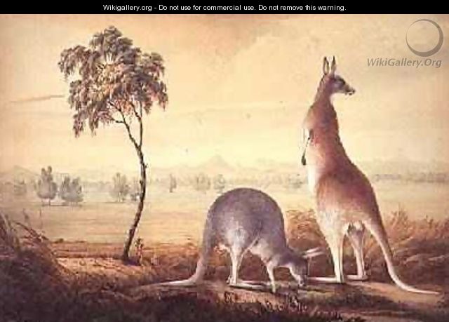 Two kangaroos in a landscape - John William Lewin