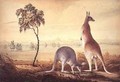 Two kangaroos in a landscape - John William Lewin