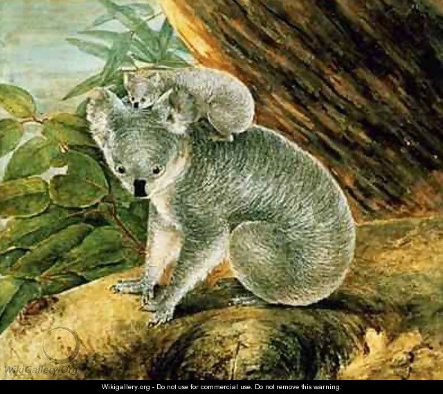 Koala and Young - John William Lewin