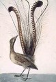 Lyrebird of Australia - John William Lewin