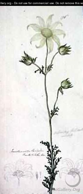 Flannel flower actinotus helianthe labill 1803-08 - John William Lewin
