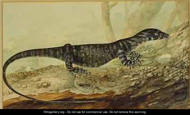 The variegated lizard of New South Wales 1807 - John William Lewin