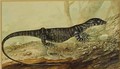 The variegated lizard of New South Wales 1807 - John William Lewin