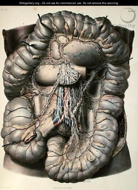 The nerves of the large intestine - (after) Leveille