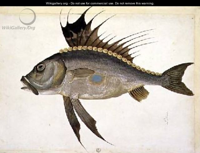 Fish - Jacopo Ligozzi