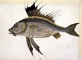 Fish - Jacopo Ligozzi