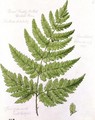 Broad Prickly-toothed Buckler Fern - William James Linton