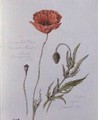 Common Red Poppy - William James Linton