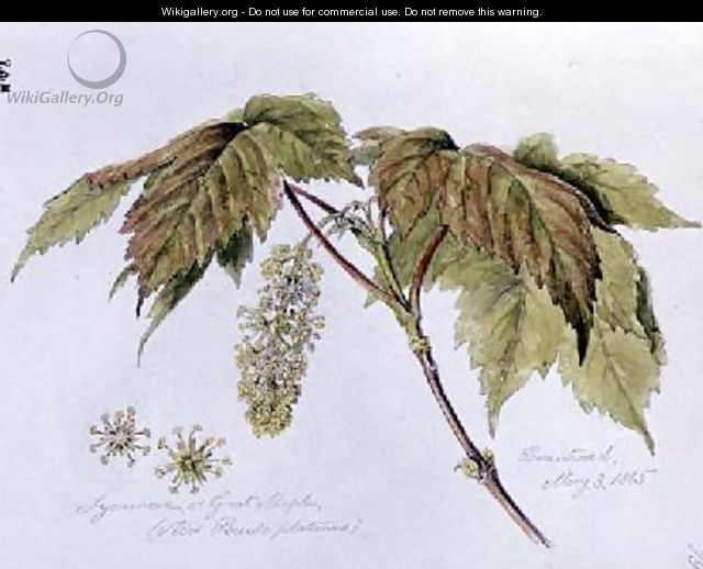 Sycamore or Great Maple - William James Linton
