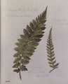 Common Prickly Shield fern - William James Linton