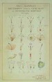 Illustration of the Linnean Plant Sexual System - Carl Linnaeus