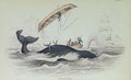 Greenland Whale - William Home Lizars
