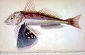 New Zealand Gurnard - William Home Lizars