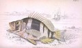 Plate 22 Plectropoma Puella - William Home Lizars
