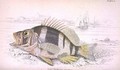 Plate 22 Plectropoma Puella - William Home Lizars