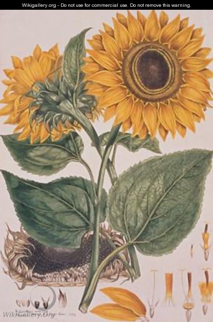 Helianthus annus Sunflower illustration for an English translation of a botanical treatise by Carolus Linnaeus 1707-78 1777 from the Plate Collection of the Botany Library - John Miller