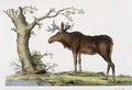 Cervus Alces - John Frederick Miller