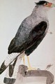 Falcon 1777 - John Frederick Miller