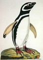 Illustration of a penguin from Cimelia Physica Figures of rare and curious quadrupeds birds - John Frederick Miller