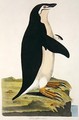 Aptenodytes Antarctica illustration from Cimelia Physica Figures of rare and curious quadrupeds birds - John Frederick Miller