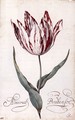 Tulip - Balthasar Van Der Ast