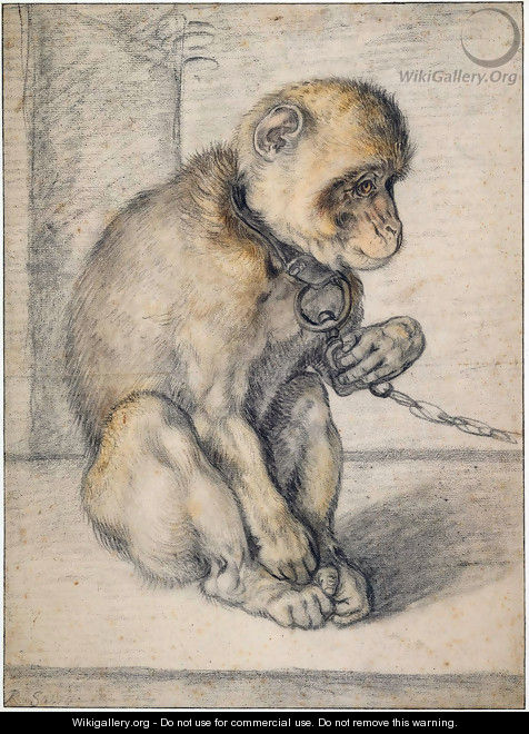 Monkey on a chain, seated - Hendrick Goltzius