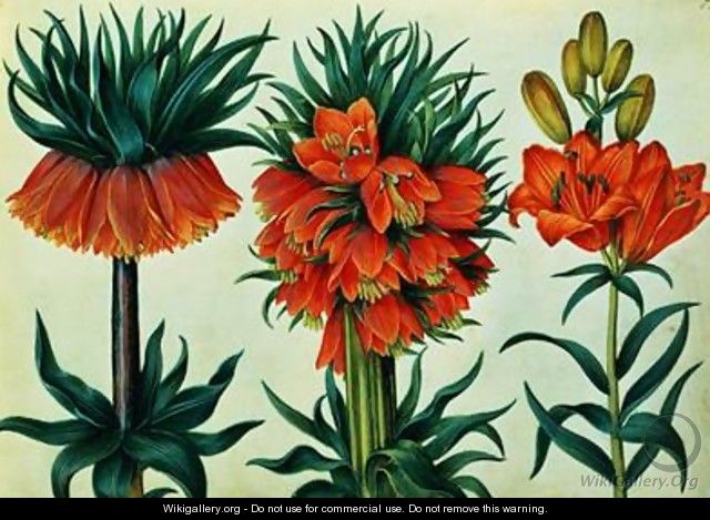 Crown Imperial Lily - Alexander Marshal