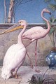 Pelican and Flamingo - Henry Stacy Marks