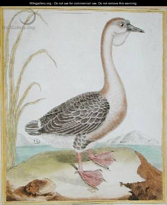 Guinea Duck from Histoire Naturelle des Oiseaux by Georges de Buffon 1707-88 - Francois Nicolas Martinet