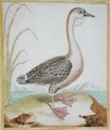 Guinea Duck from Histoire Naturelle des Oiseaux by Georges de Buffon 1707-88 - Francois Nicolas Martinet