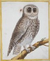 Owl from Histoire Naturelle des Oiseaux by Georges de Buffon 1707-88 - Francois Nicolas Martinet
