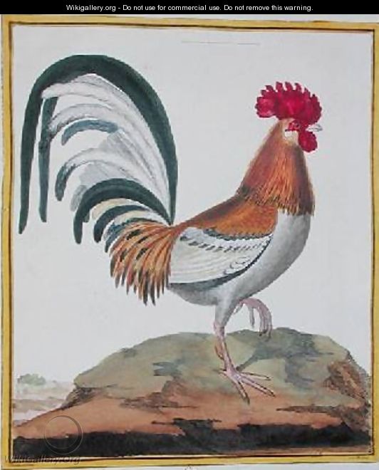 Cockerel from Histoire Naturelle des Oiseaux by Georges de Buffon 1707-88 - Francois Nicolas Martinet