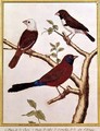 White-headed Munia Double Coloured Seed Eater and Violet Eared Waxbill - Francois Nicolas Martinet
