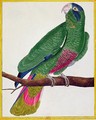 Parrot from Histoire Naturelle des Oiseaux by Georges de Buffon - Francois Nicolas Martinet