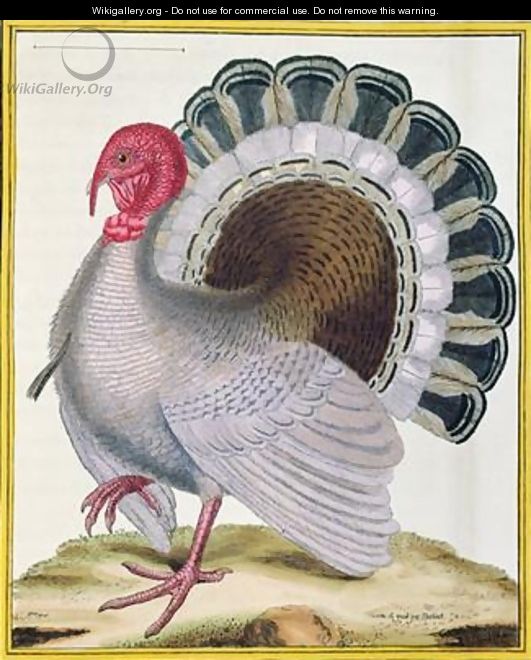 Turkey from Histoire Naturelle des Oiseaux by Georges de Buffon 1707-88 - Francois Nicolas Martinet