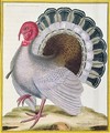 Turkey from Histoire Naturelle des Oiseaux by Georges de Buffon 1707-88 - Francois Nicolas Martinet