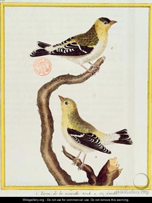 Pair of siskins from Histoire Naturelle des Oiseaux by Georges de Buffon 1707-88 - Francois Nicolas Martinet
