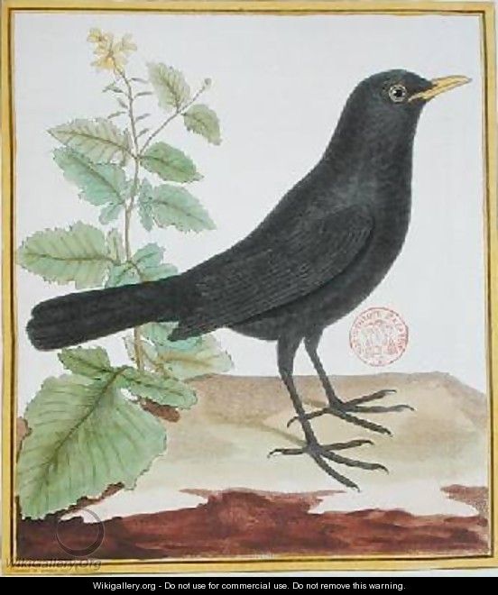 Male French blackbird from Histoire Naturelle des Oiseaux by Georges du Buffon 1707-88 - Francois Nicolas Martinet