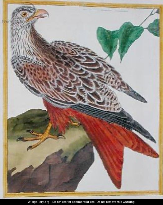 Kite from Histoire Naturelle des Oiseaux by Georges de Buffon 1707-88 - Francois Nicolas Martinet