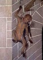 A Monkey on a Wall - Bernat (Bernardo) Martorell